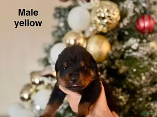 Rottweiler dogs Rottweiler Puppy 6 - Ad 39