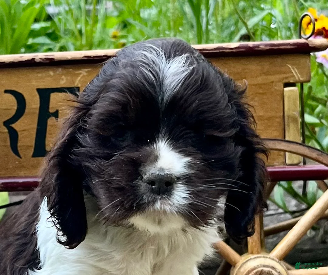 Cocker Spaniel dogs for sale: Peter❤️AKC Registered - Ad 2