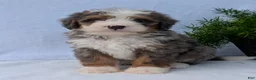 Mini Bernedoodle dogs for sale: Mini Bodie  - Ad 10
