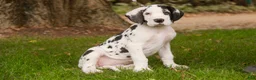 Great Dane dogs for sale: Carmen Great Dane  - Ad 6
