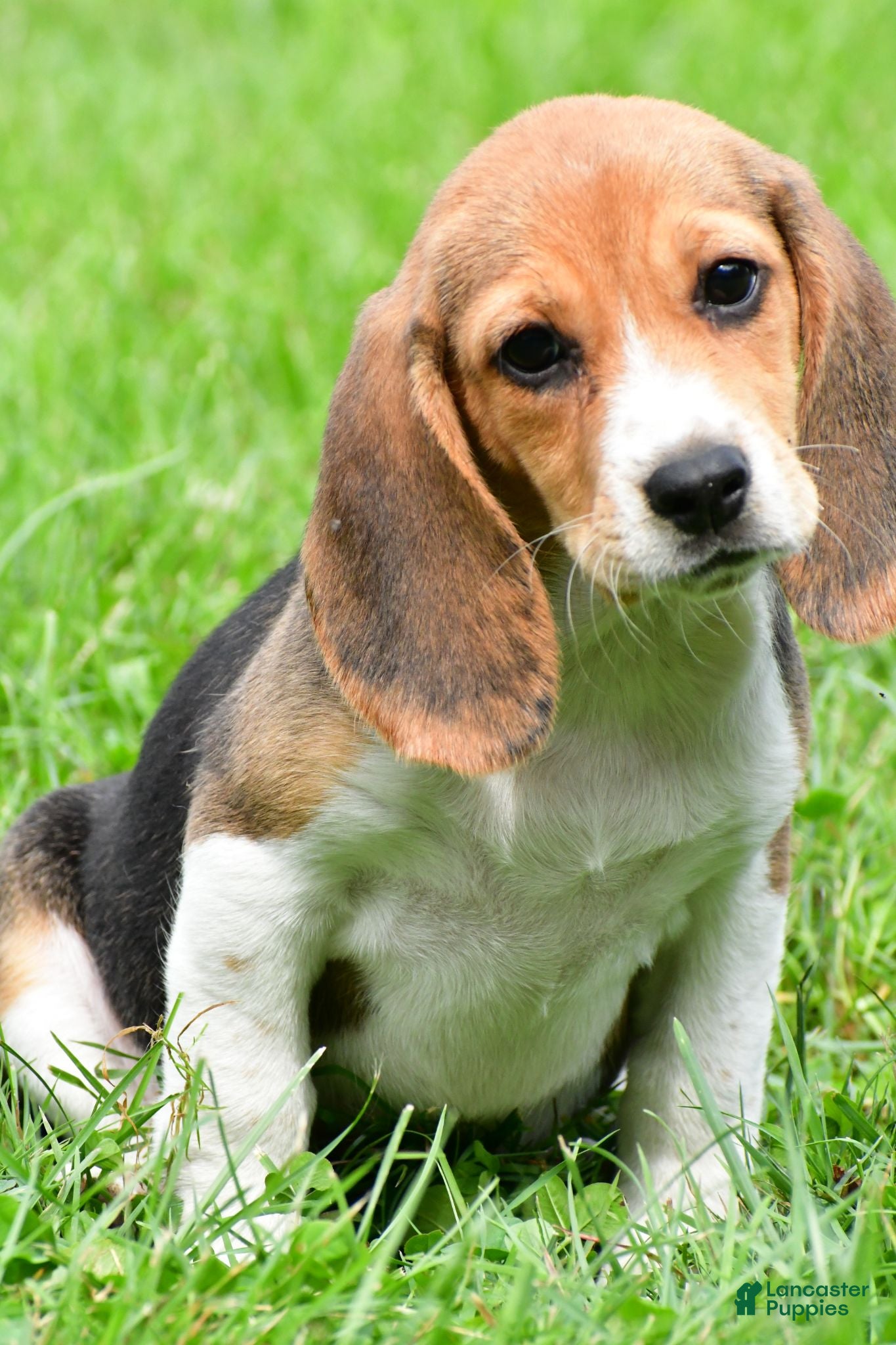 Beagle dogs Polly - Ad 1