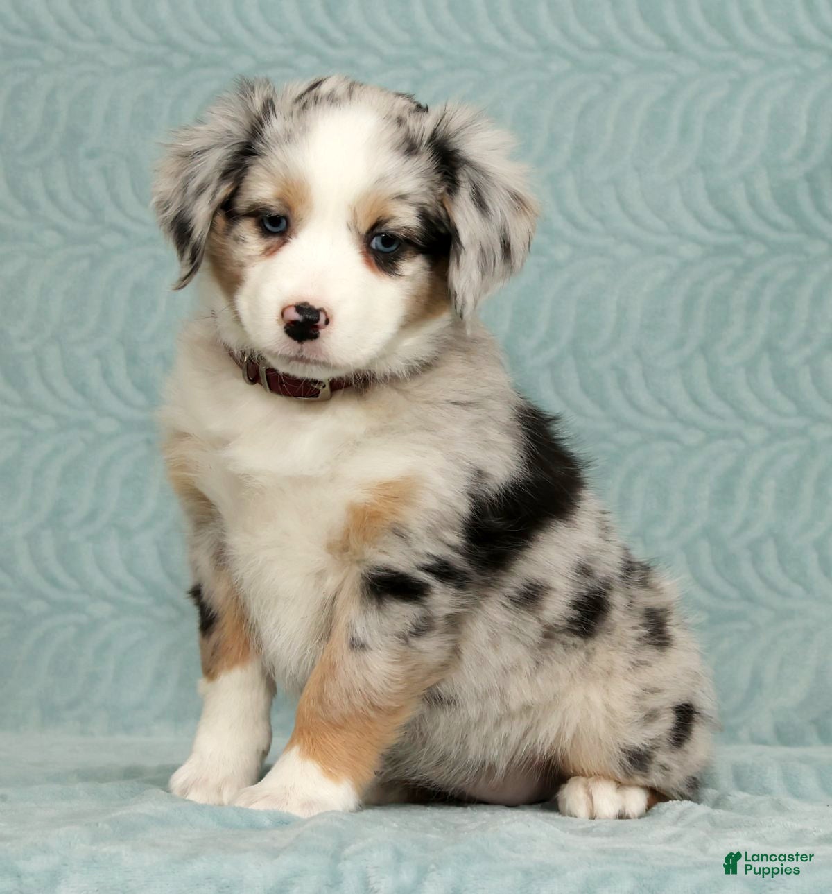 Australian Shepherd dogs Zoey - Ad 4
