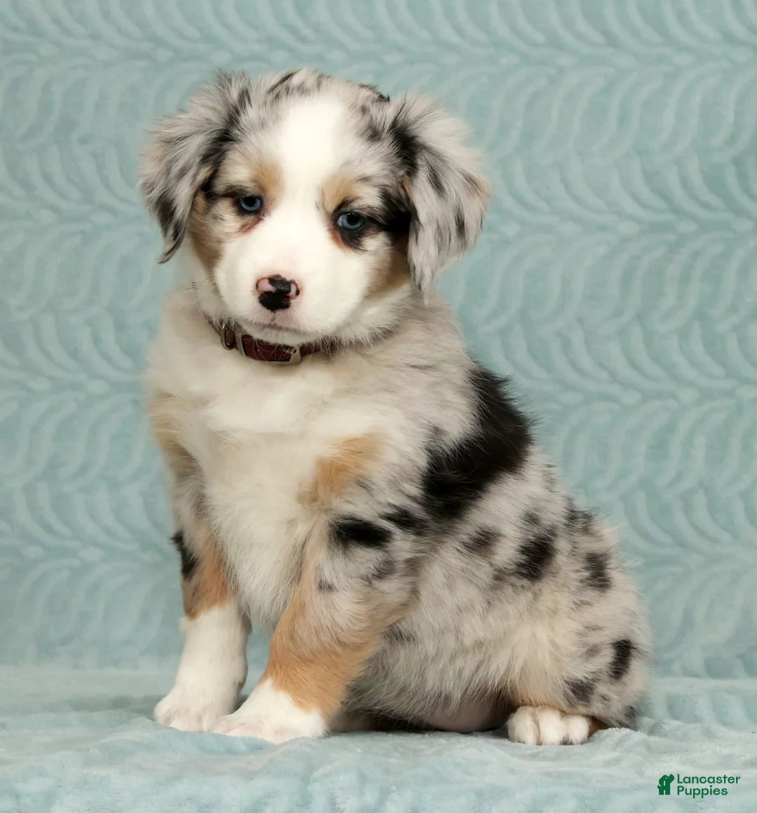 Australian Shepherd dogs for sale: Zoey - Ad 1