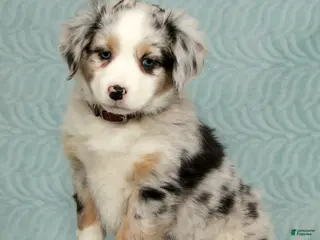 Australian Shepherd dogs Zoey - Ad 4