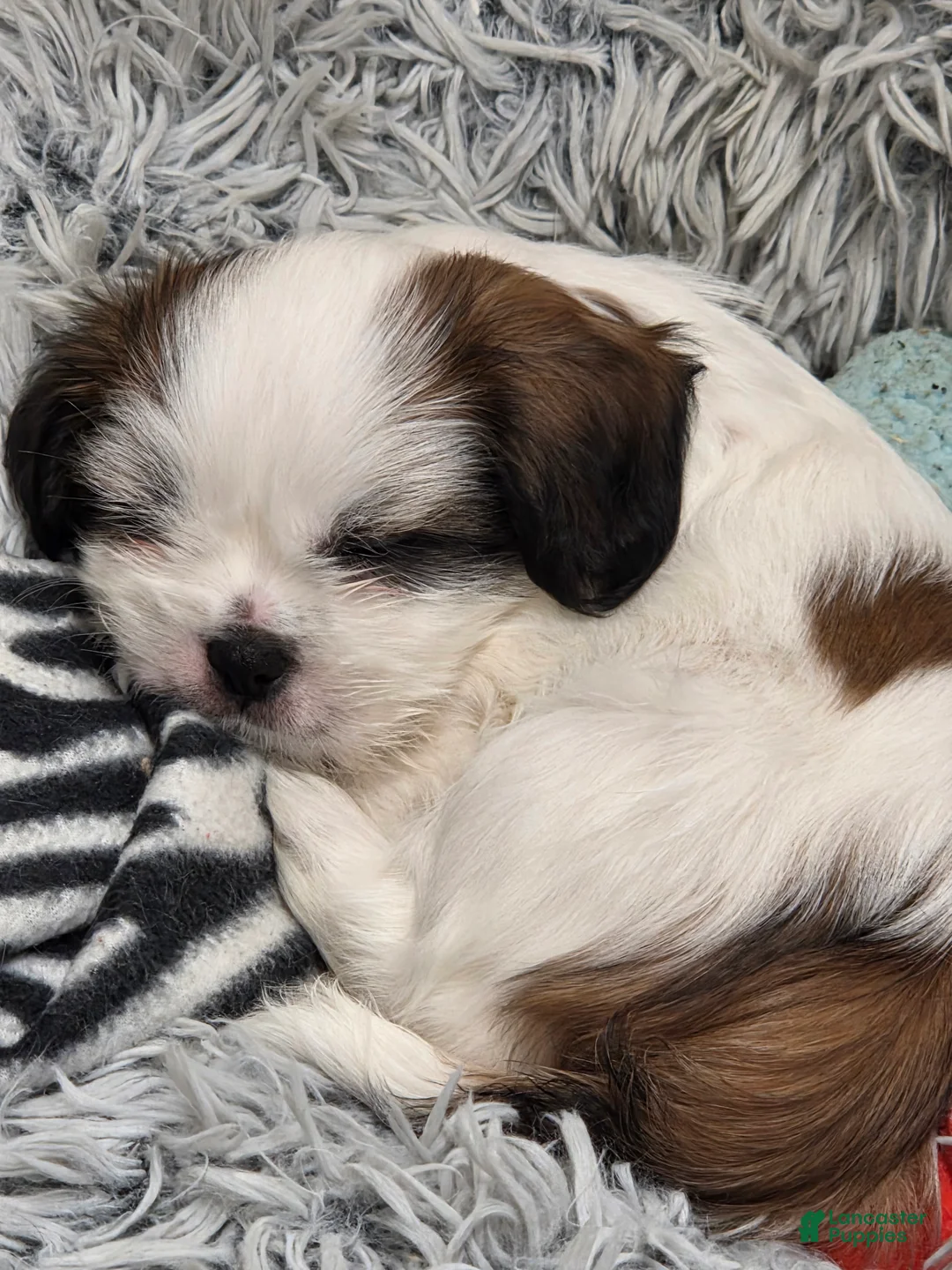 Shih Tzu dogs for sale: Shih Tzu Puppy 1 - Ad 1