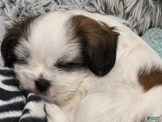 Shih Tzu dogs Shih Tzu Puppy 1 - Ad 23