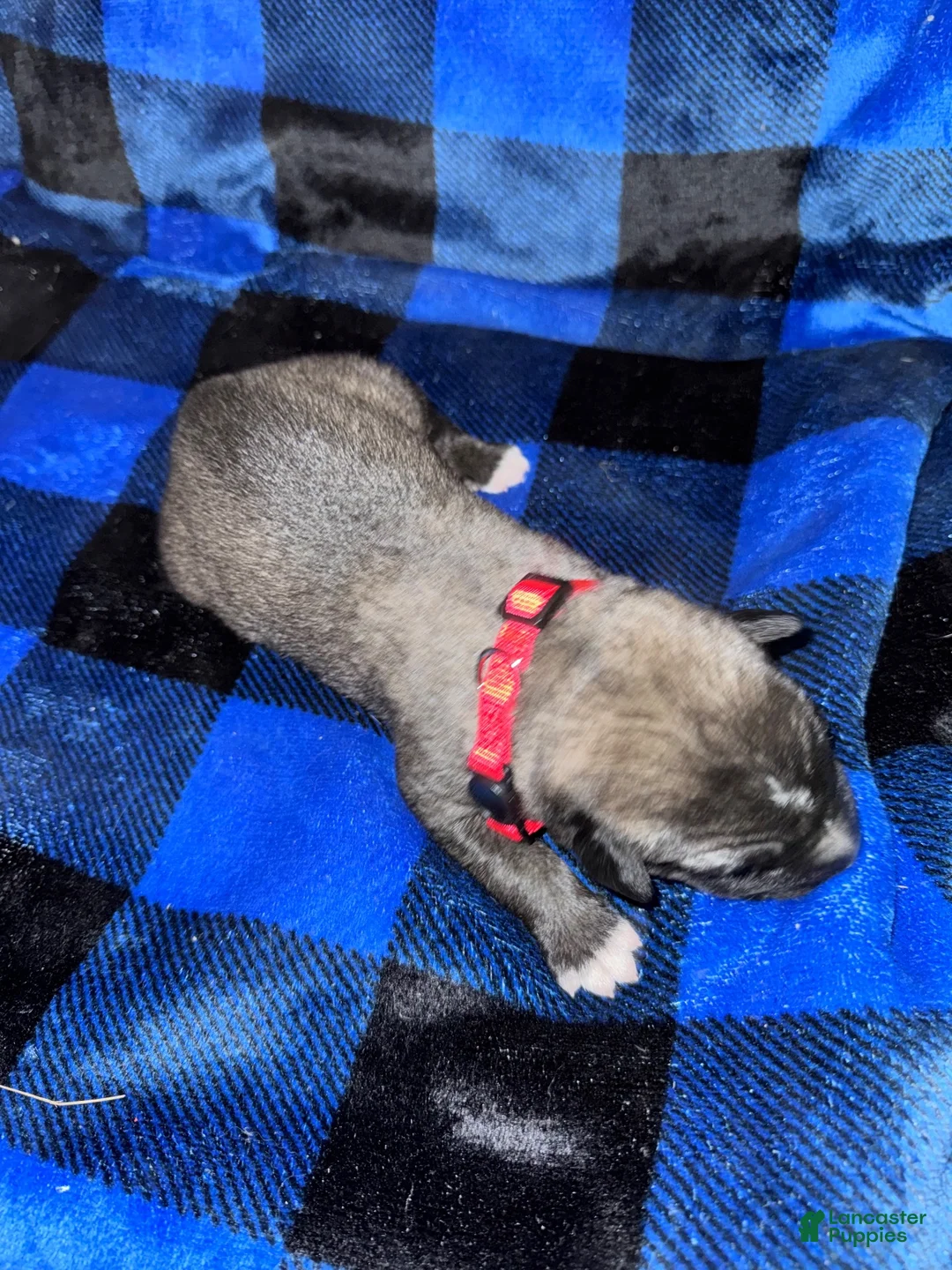 Mixed Breed dogs for sale: Anatolian/ Kangal- Red - Ad 1
