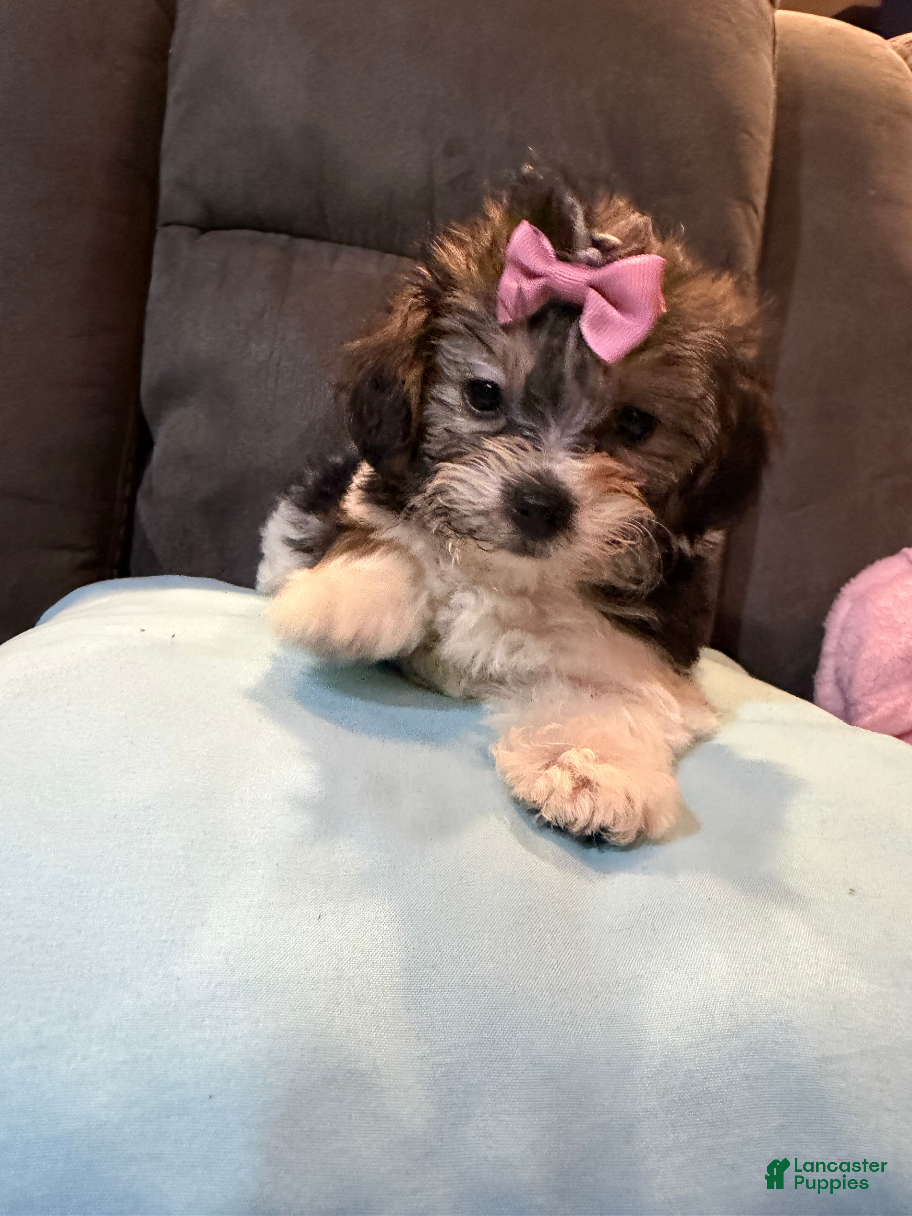 Mixed Breed dogs Molly - Ad 1