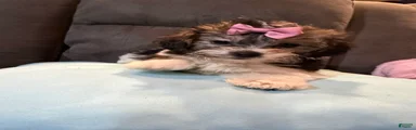 Molly
