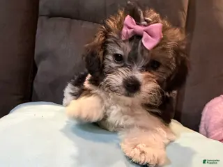 Mixed Breed dogs for sale: Molly - Ad 4
