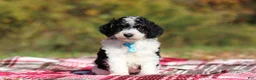 Miniature Poodle dogs for sale: Jace (AKC) - Ad 4
