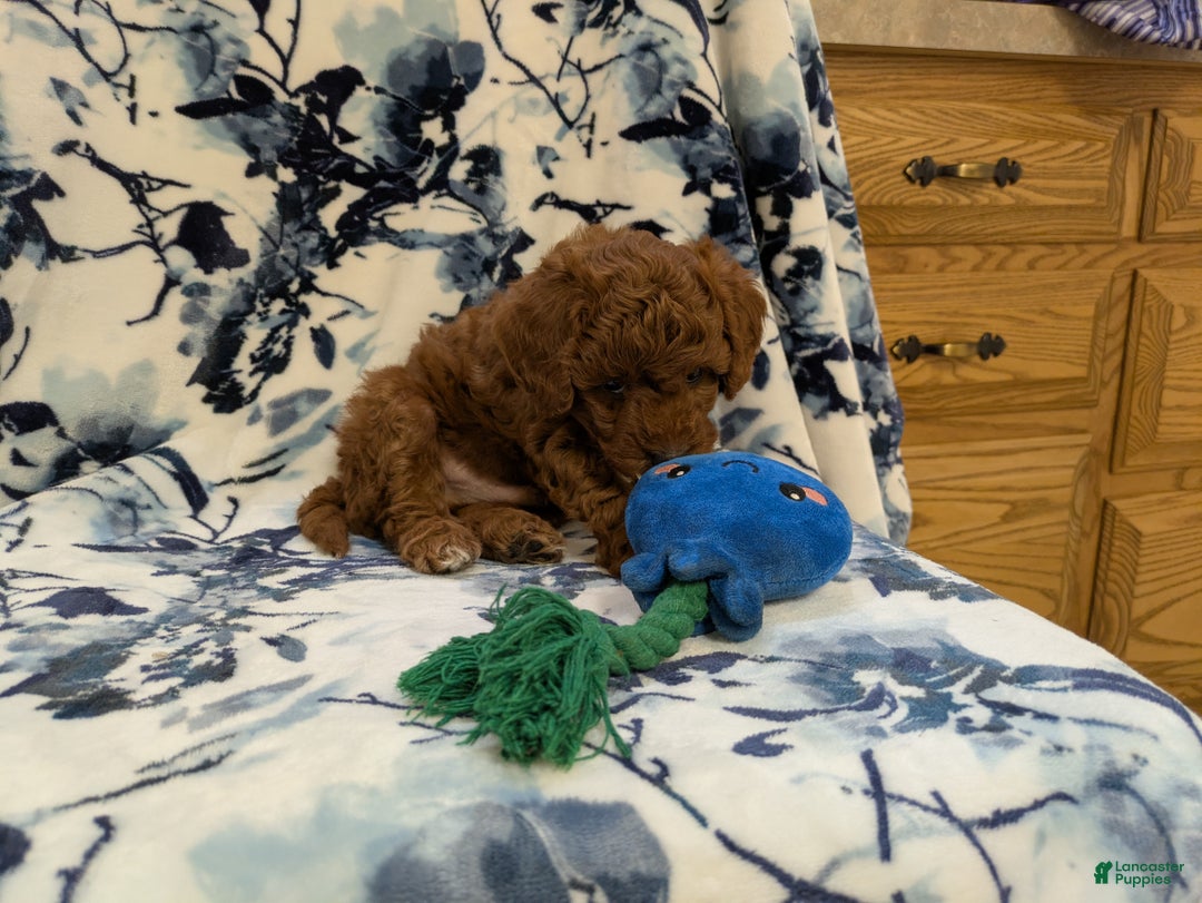 Jackapoo dogs for sale: Jasper - Ad 4