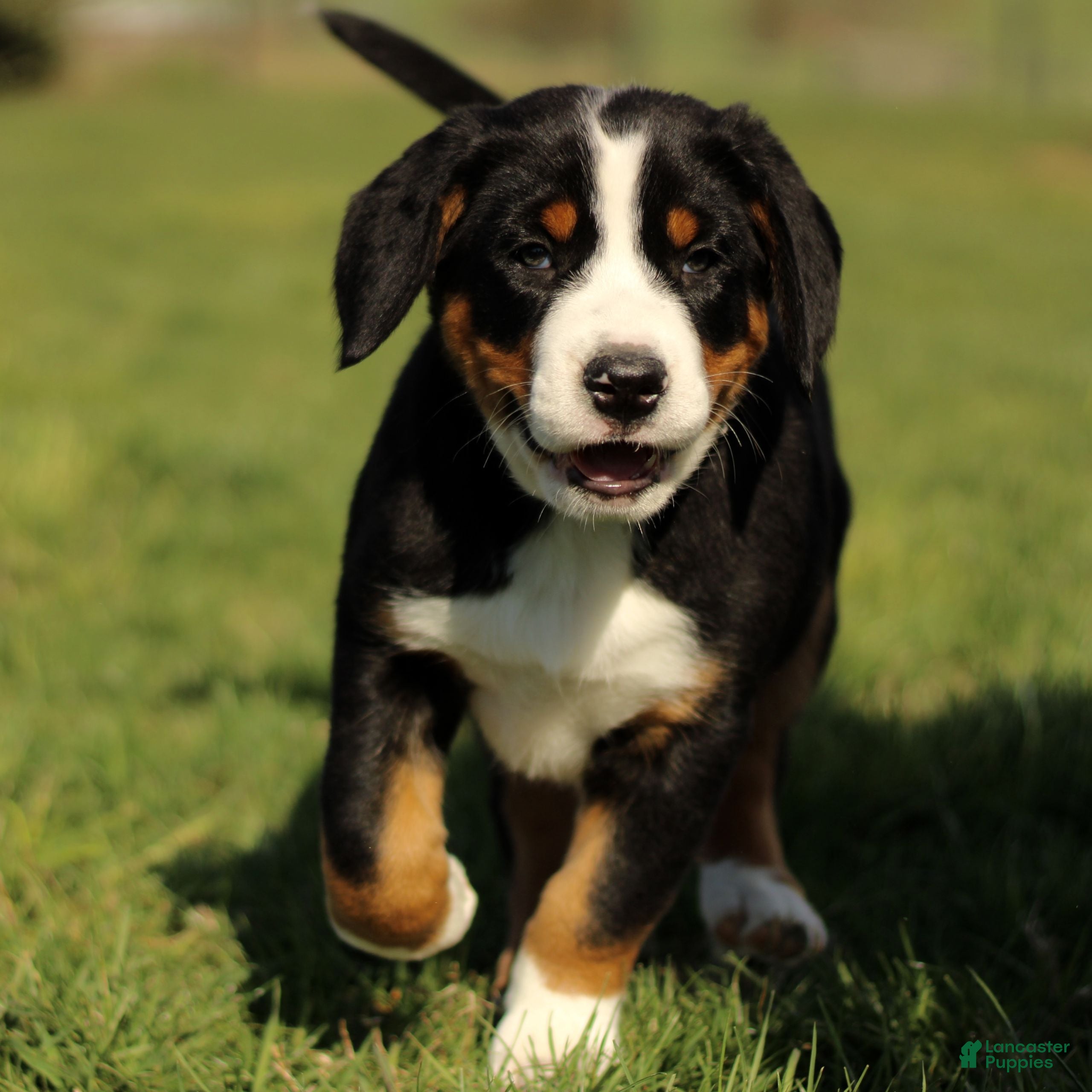 Greater Swiss Mountain Dog dogs Rosie  - Ad 2