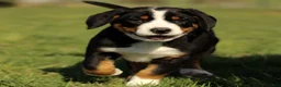 Greater Swiss Mountain Dog dogs for sale: Rosie  - Ad 2