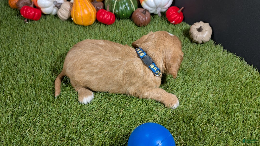 Cavalier King Charles Spaniel dogs for sale: Cavalier King Charles Spaniel Puppy 1 - Ad 4