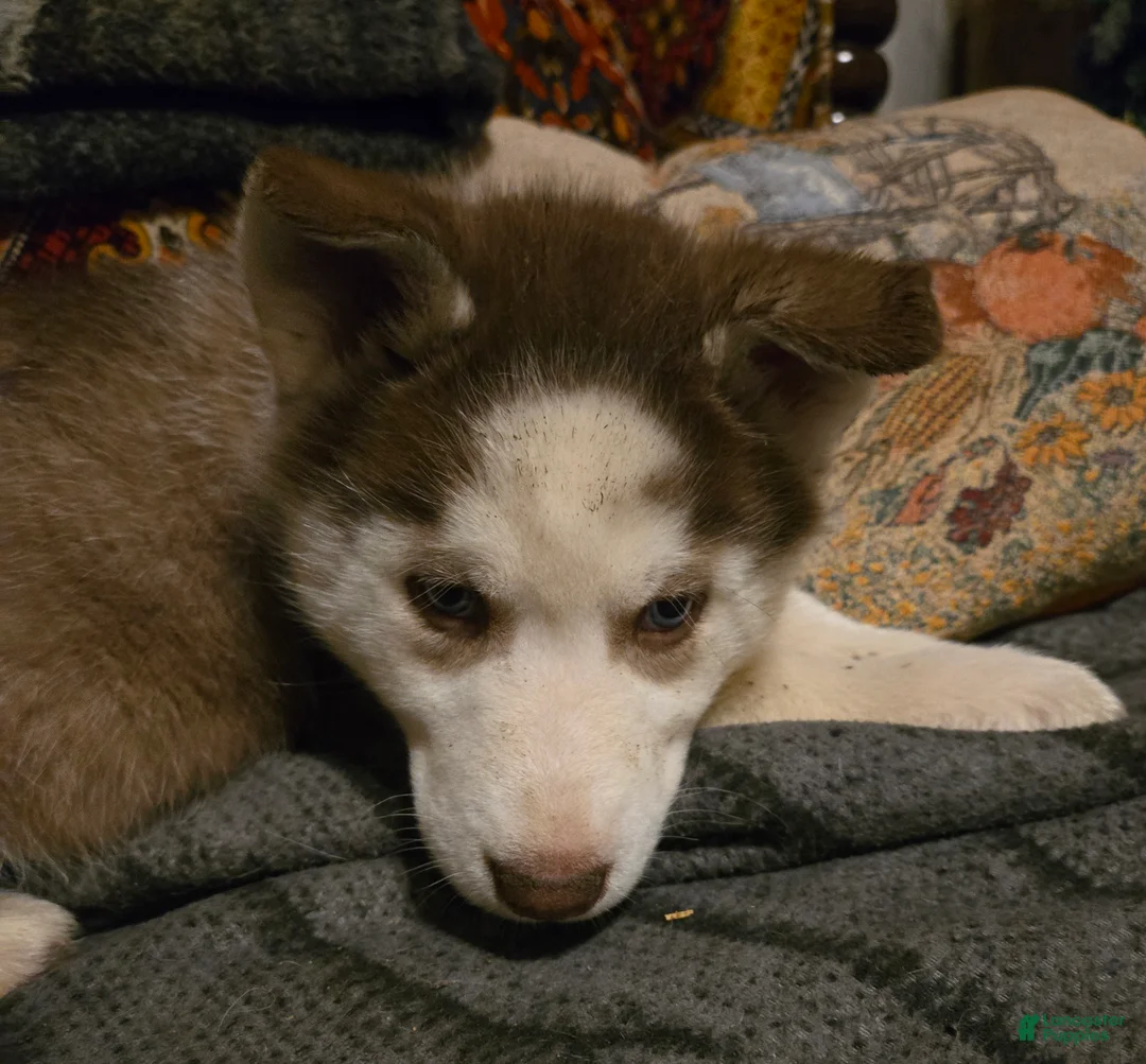 Siberian Husky dogs for sale: Edward - Ad 2