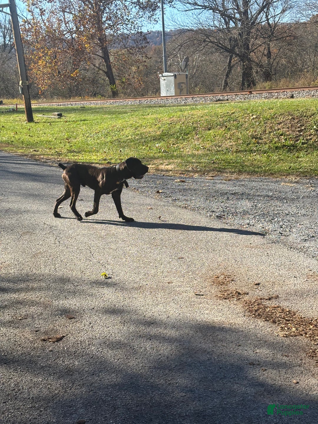 Cane Corso dogs for stud: Xphos - Ad 5