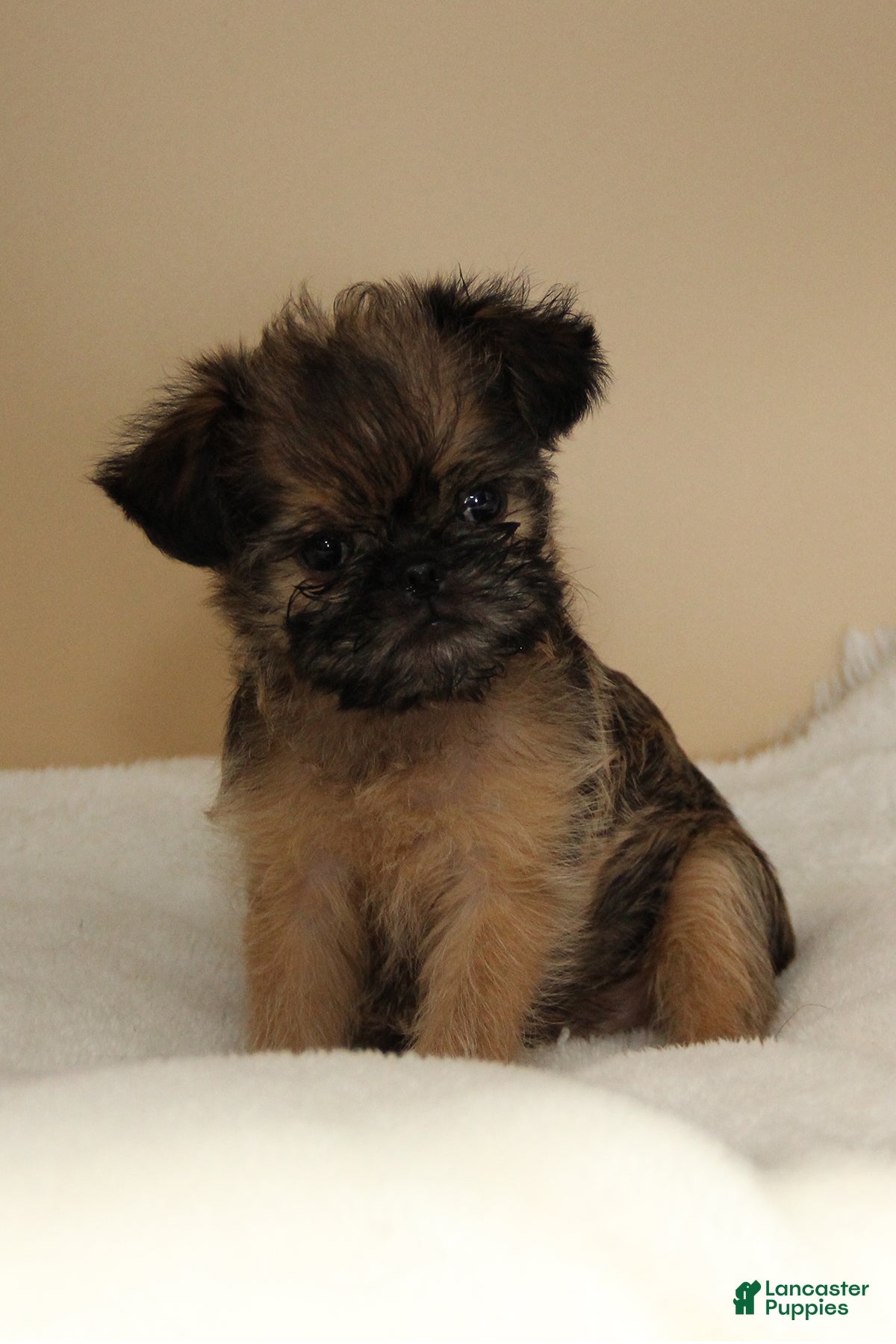 Brussels Griffon dogs Brussels Griffon 2  - Ad 6