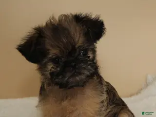 Brussels Griffon dogs Brussels Griffon 2 - Ad 6