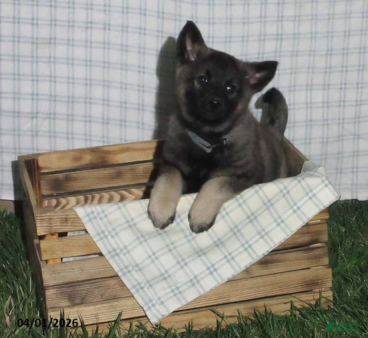 Norwegian Elkhound dogs Magnus - Ad 1