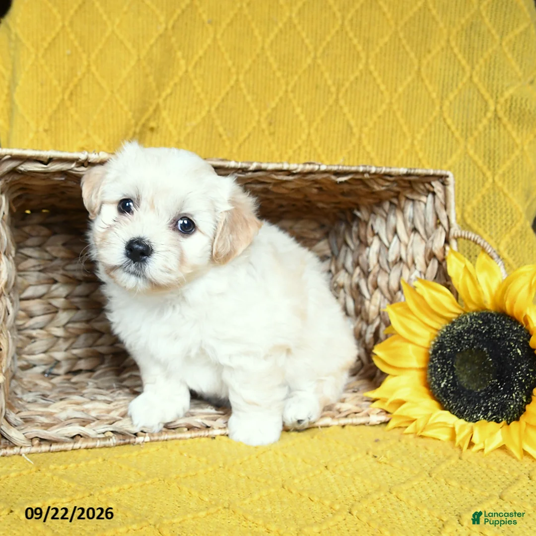 Havanese dogs for sale: Soraya - Ad 2