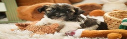 Havanese dogs for sale: Biscotti - Ad 5