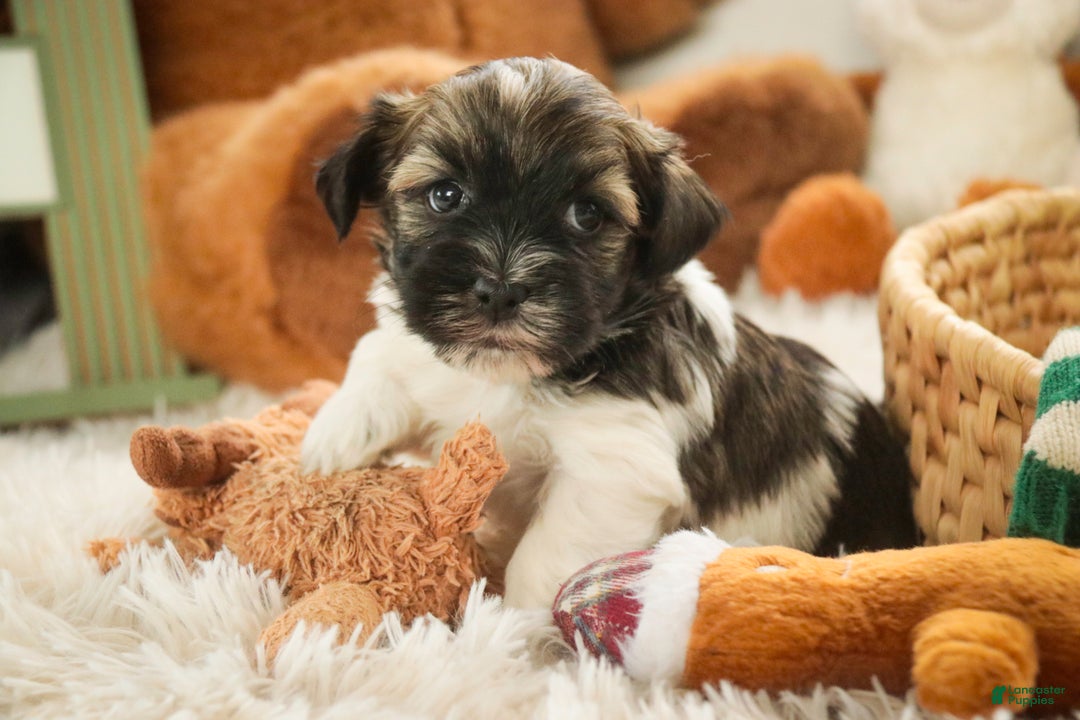 Havanese dogs for sale: Biscotti - Ad 5