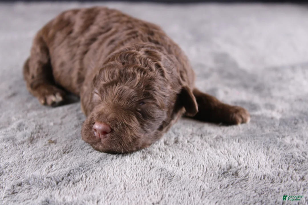 Mini Goldendoodle dogs for sale: Christian - Ad 1