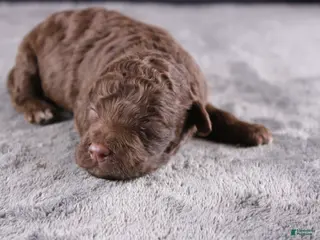 Mini Goldendoodle dogs Christian - Ad 9