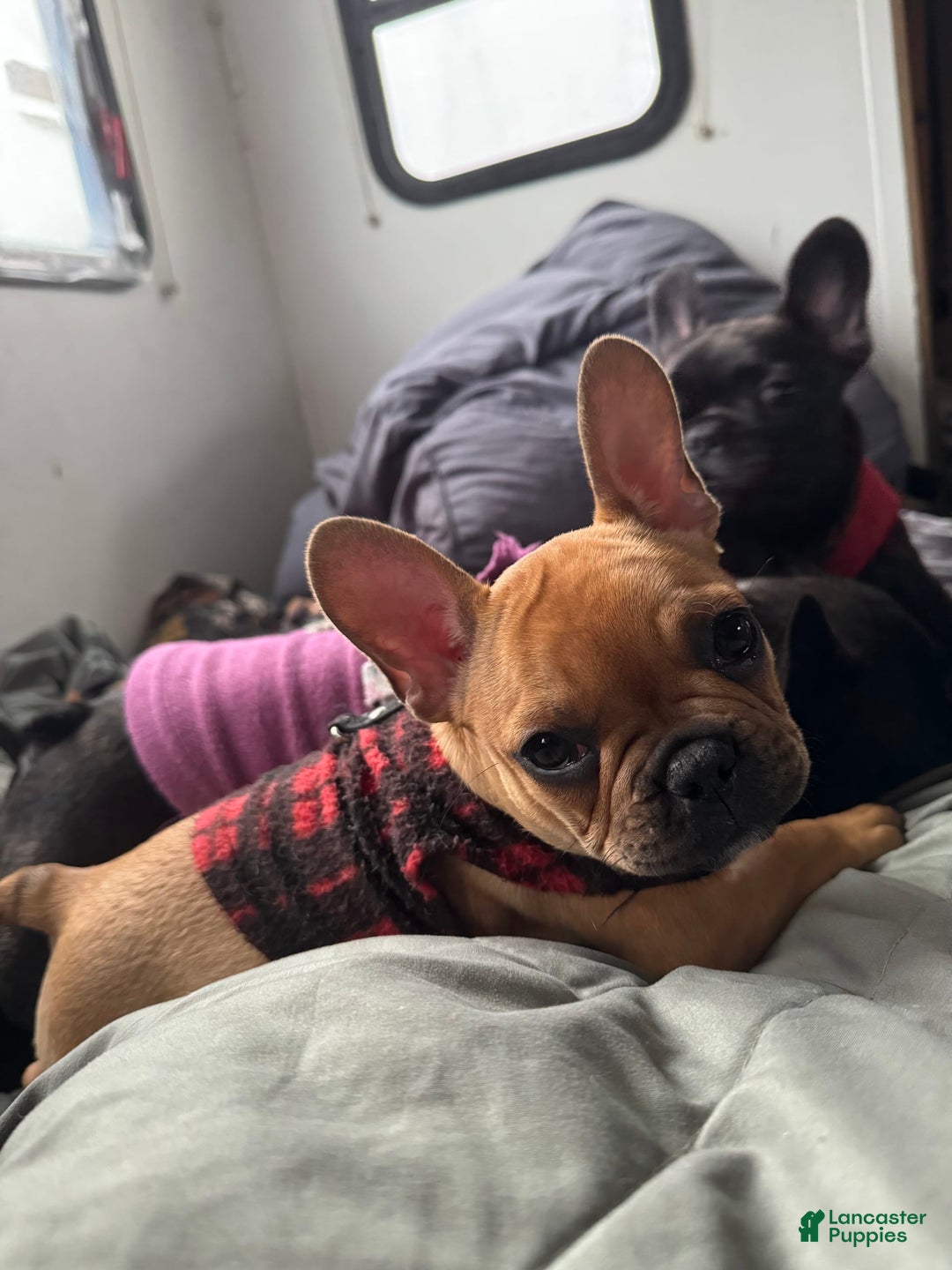 Gallery Image {{count}}