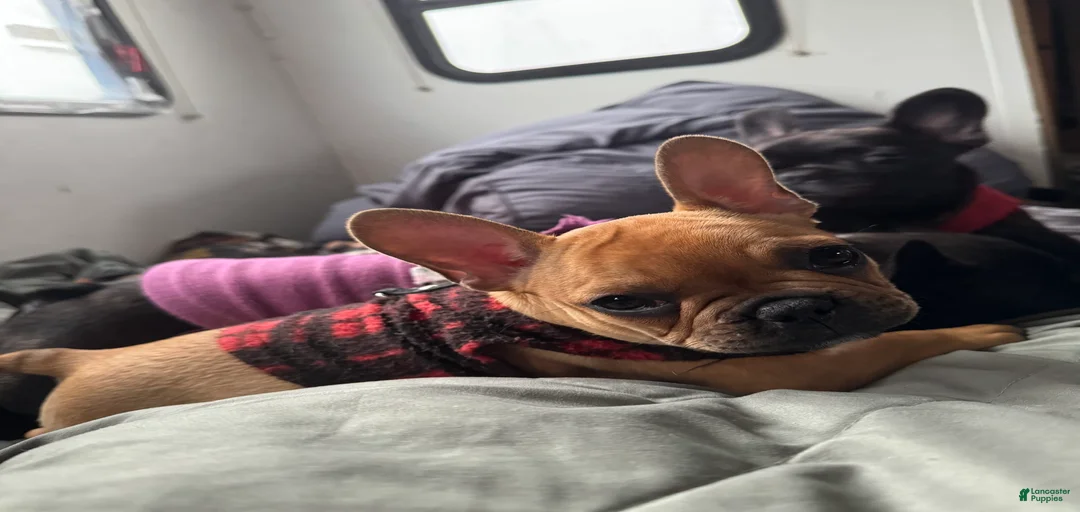 Gallery Image {{count}}