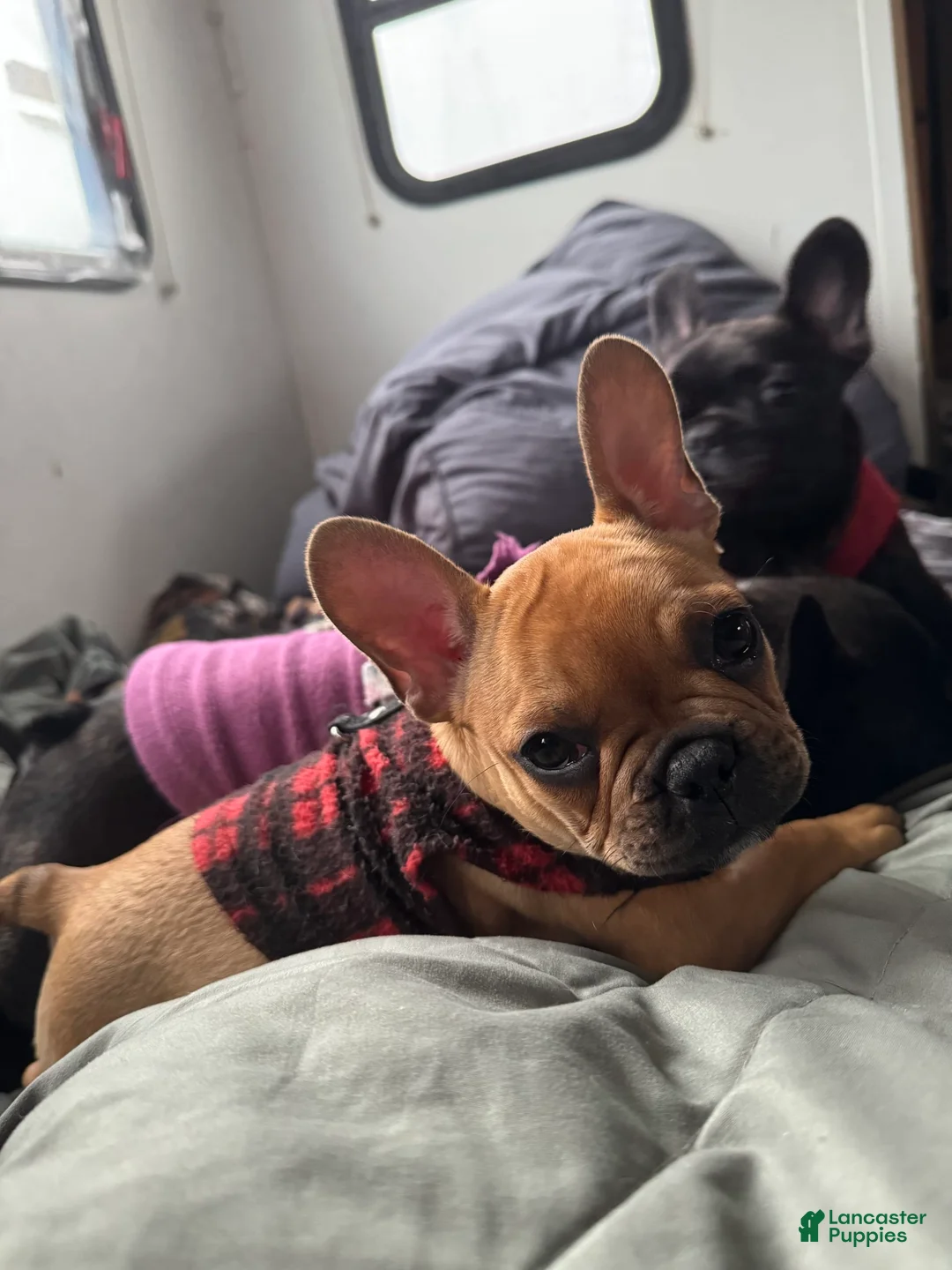 Gallery Image {{count}}