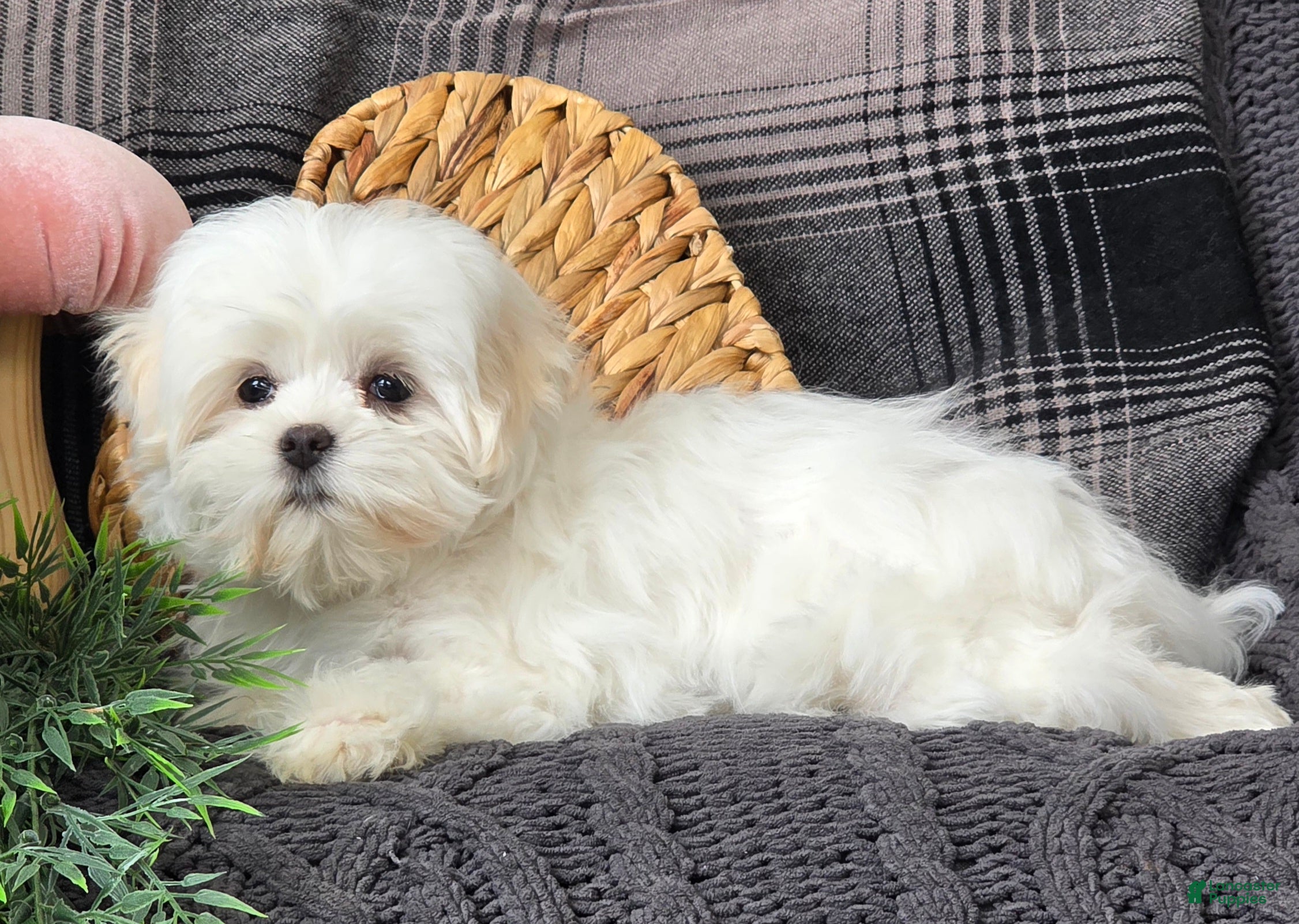 Maltese dogs Sky - Ad 2