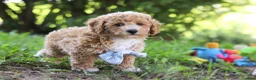 Bichpoo dogs for sale: Rusty - Ad 2