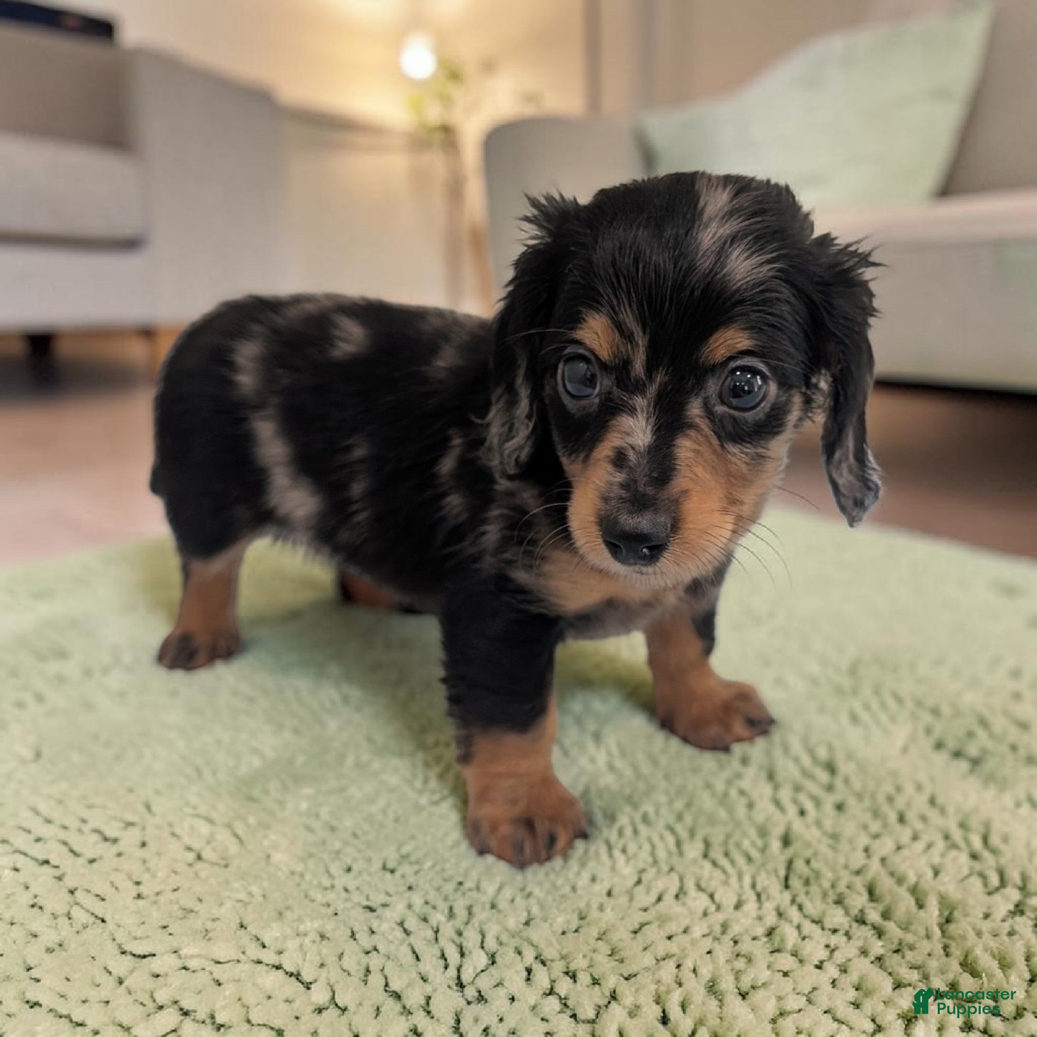 Miniature Dachshund dogs Peanut - Ad 2