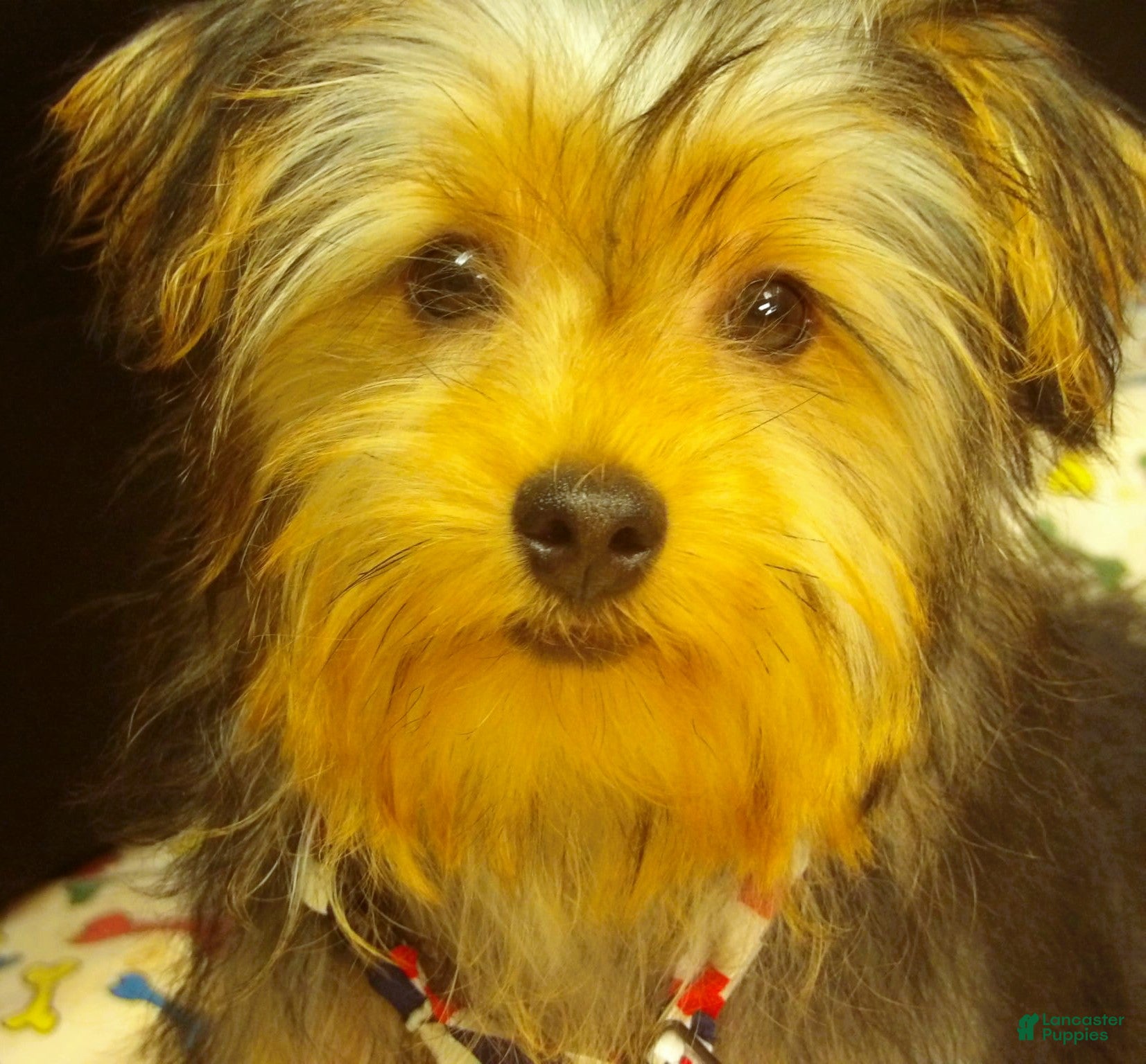 Yorkshire Terrier dogs for sale: Samson - Ad 12