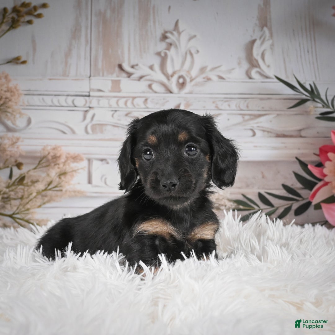 Miniature Dachshund dogs for sale: Panda-AKC - Ad 10