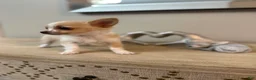 Chihuahua dogs for sale: AKC Dottie - Ad 2