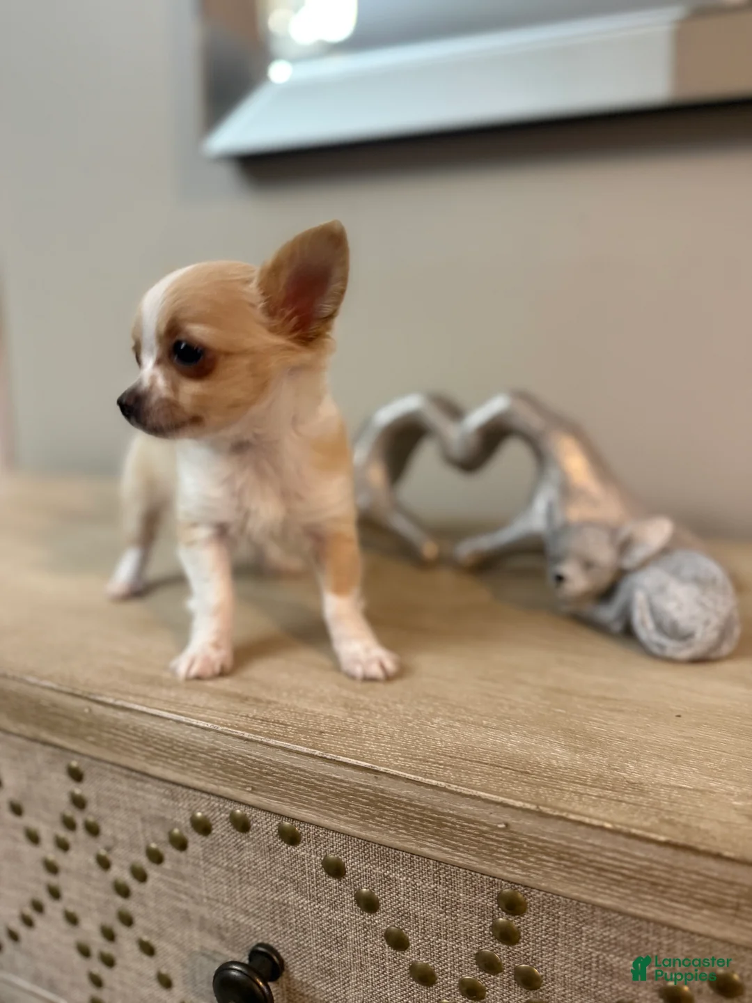 Chihuahua dogs for sale: AKC Dottie - Ad 2