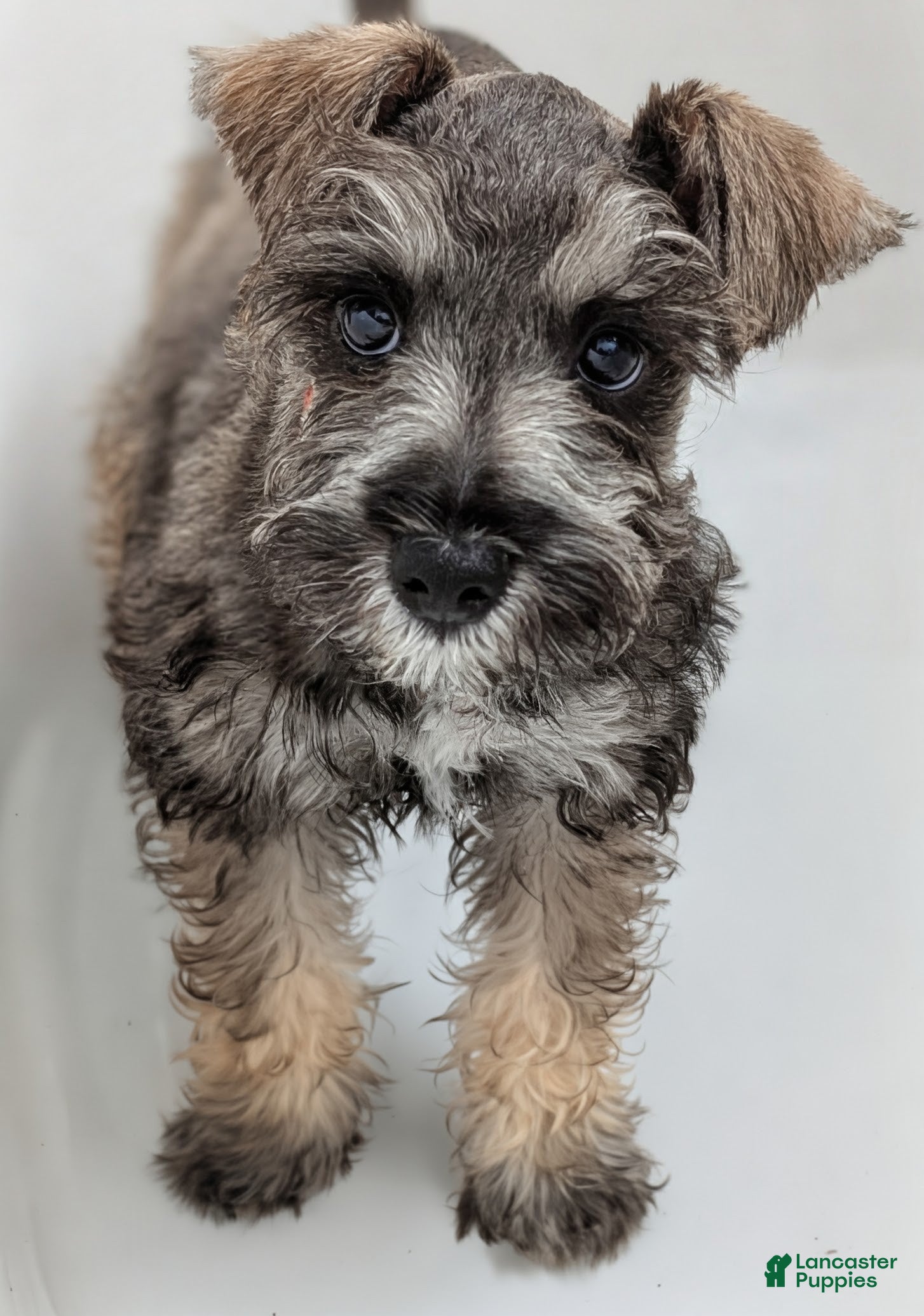 Miniature Schnauzer dogs Teddy - M - Ad 1