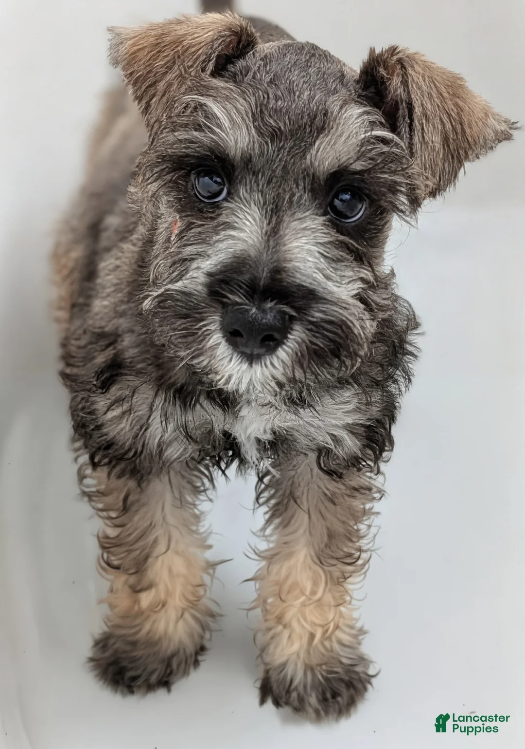 Miniature Schnauzer dogs for sale: Teddy - M - Ad 1