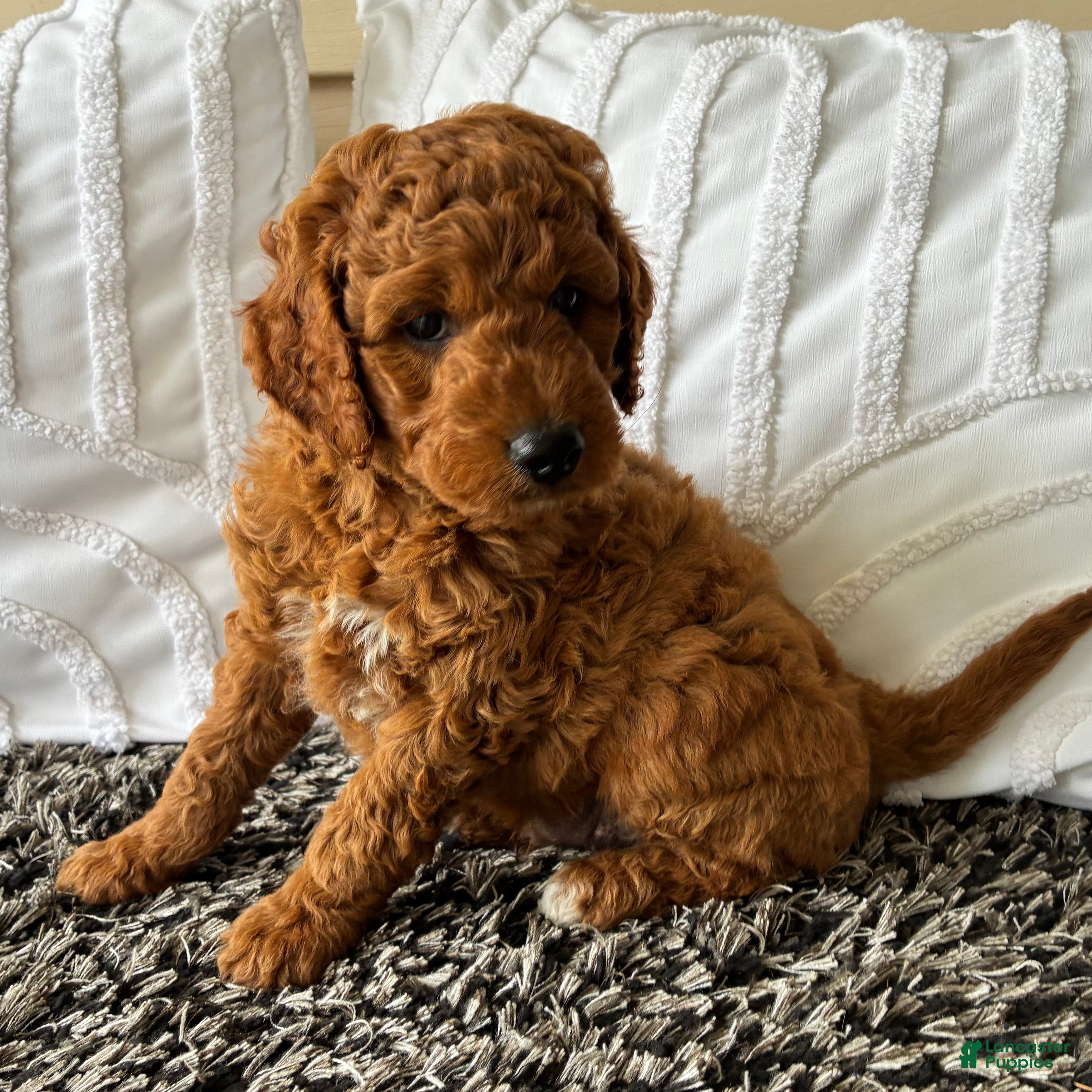 Mini Goldendoodle dogs Mini Goldendoodle “Bear” - Ad 1