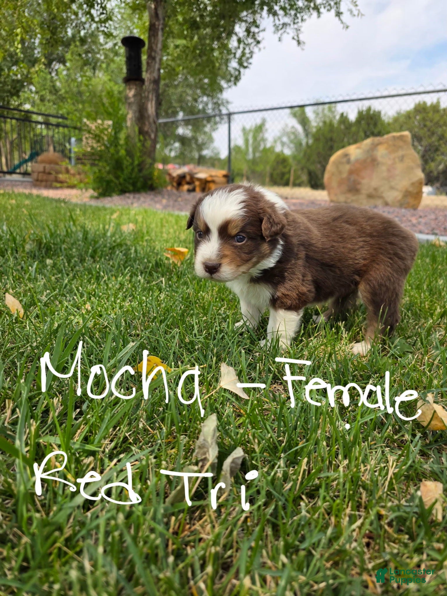 Australian Shepherd dogs Mocha Red tri - Ad 1