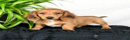 Miniature Dachshund dogs for sale: Worley - Ad 3