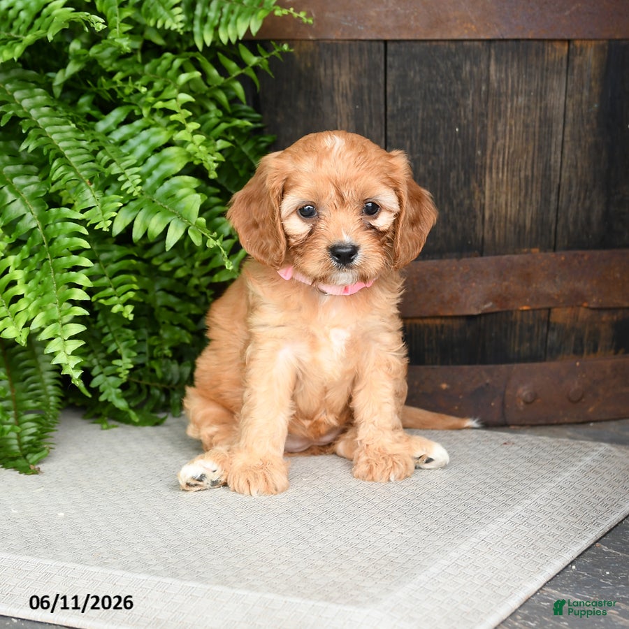 Cavapoo dogs Rose  - Ad 2