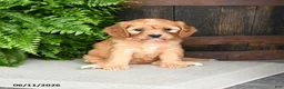 Cavapoo dogs for sale: Rose  - Ad 2