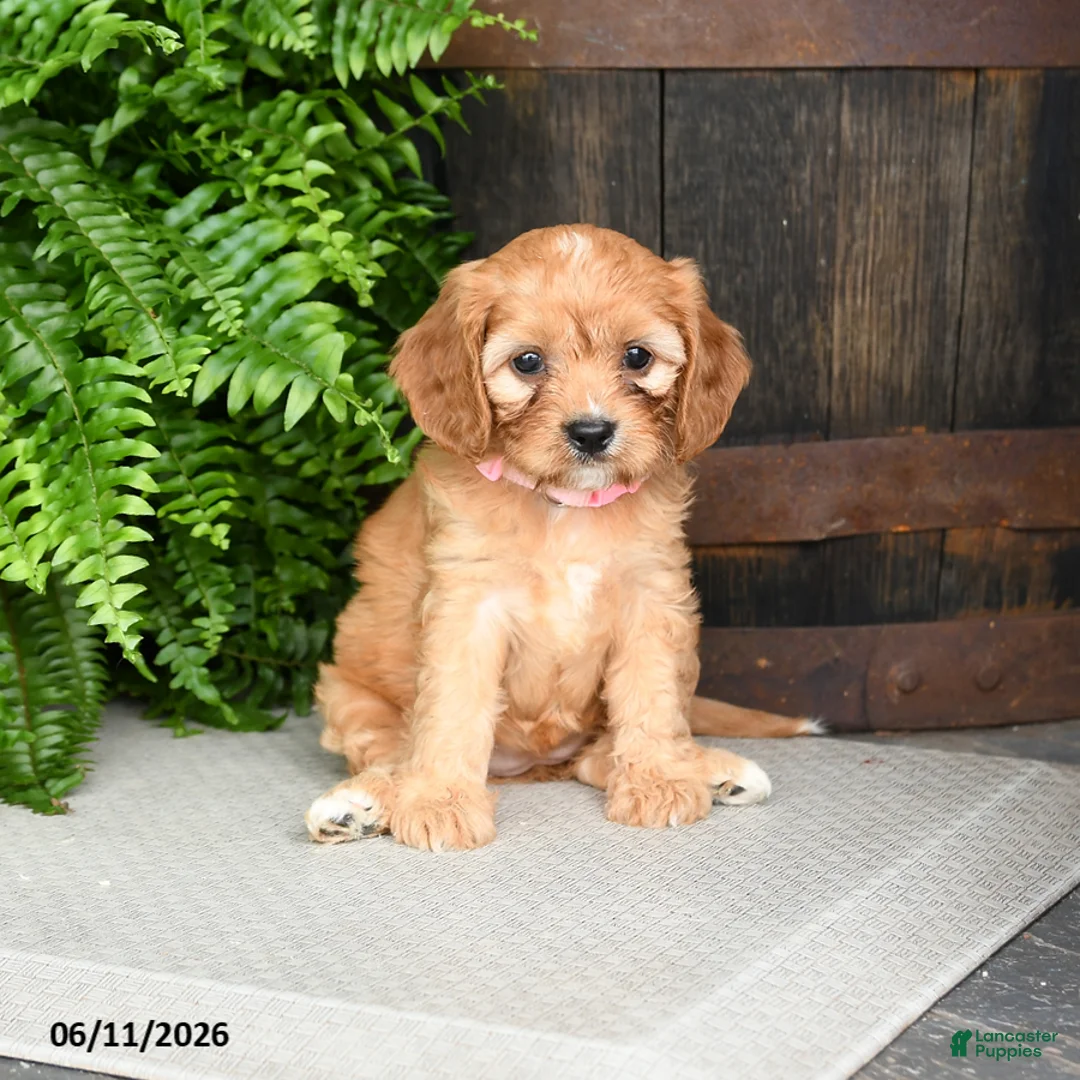 Cavapoo dogs for sale: Rose  - Ad 2
