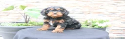Cavapoo dogs for sale: Louie - Ad 4