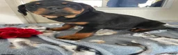 Rottweiler dogs for sale: Mimi - Ad 2