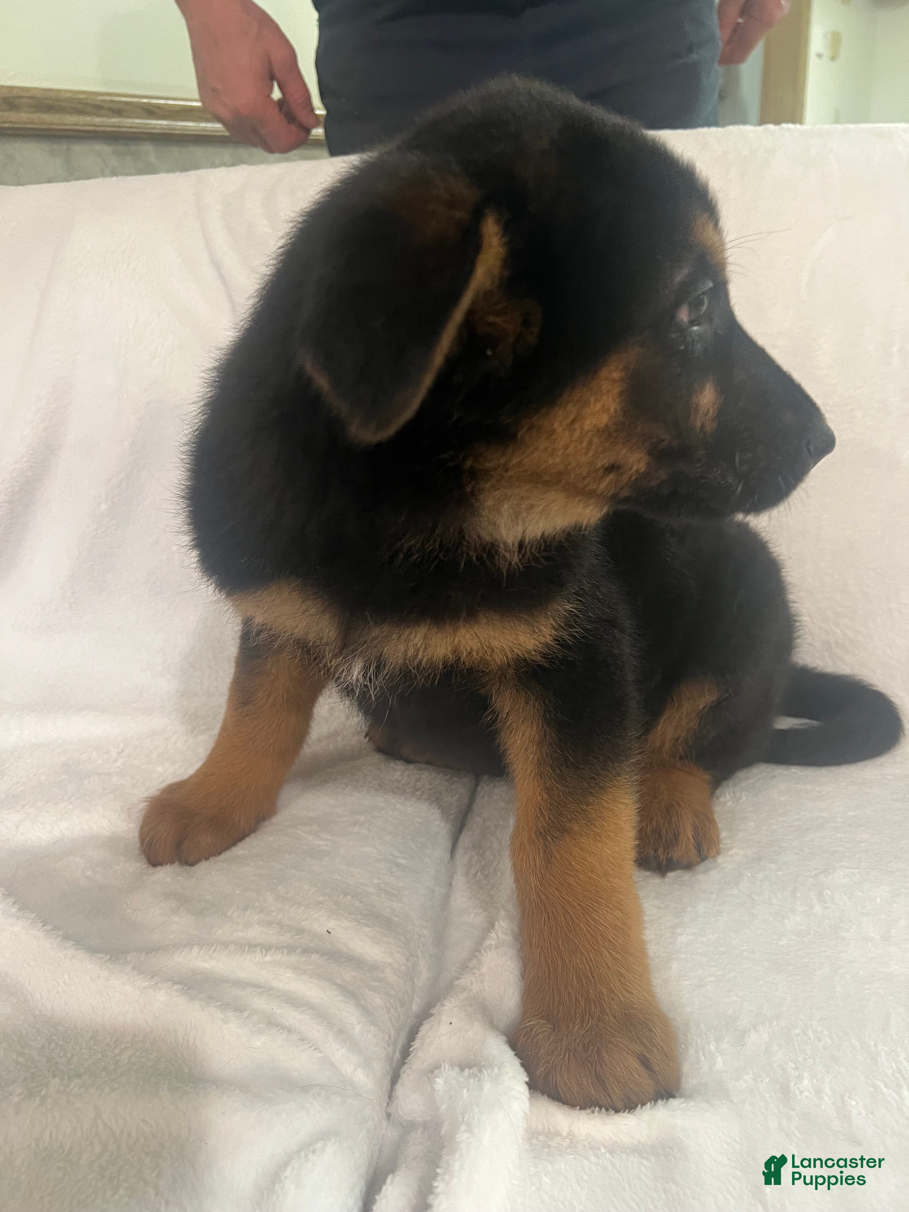 German Shepherd dogs German Shepherd Puppy 3 - Ad 2